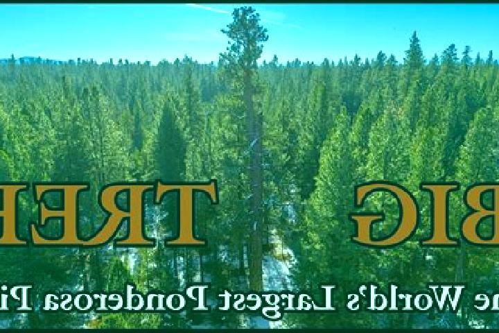 Madison, 20 — Escort in Ponderosa Pine, United States