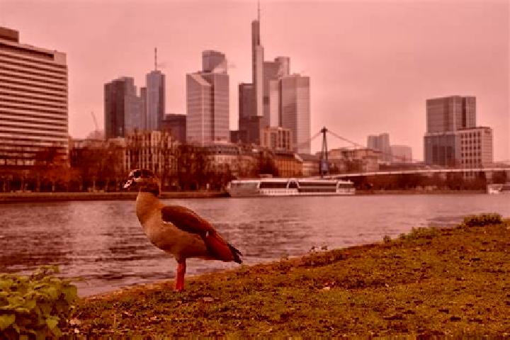 Madison, 22 — Escort in Frankfurt am Main, Germany