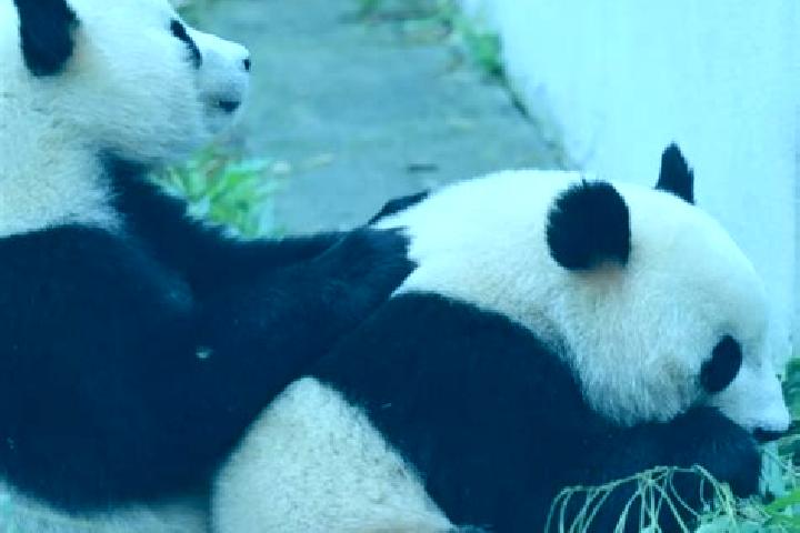 Madison, 27 — Escort in Heishui, China