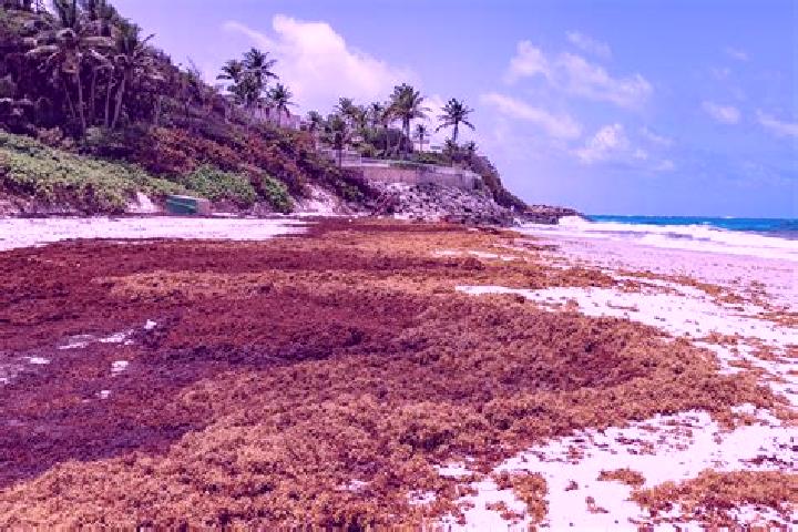 Madison, 35 — Escort in Crane, Barbados