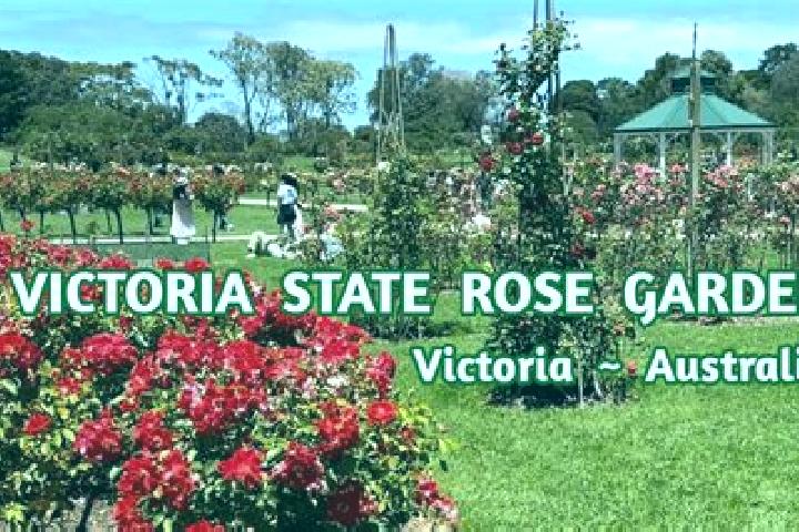 Madison, 37 — Escort in Rose Park, Australia