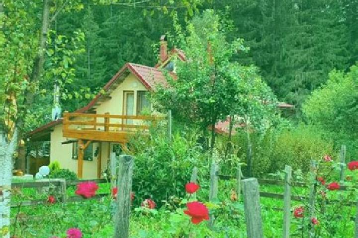 Madison, 38 — Escort in Campu lui Neag, Romania