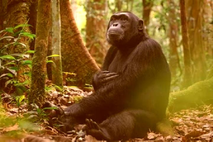 Madison, 39 — Escort in Kibale, Uganda