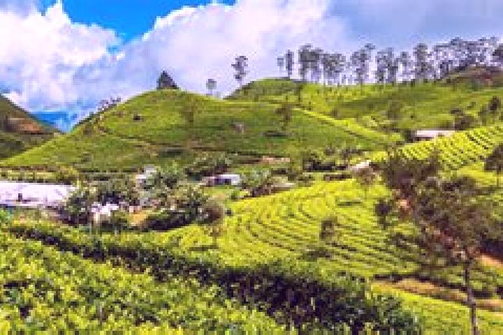 Maya, 21 — Escort in Haputale, Sri Lanka