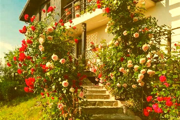 Maya, 24 — Escort in Miroslavesti, Romania