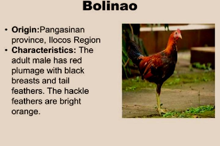 Maya, 30 — Escort in Bolilao, Philippines