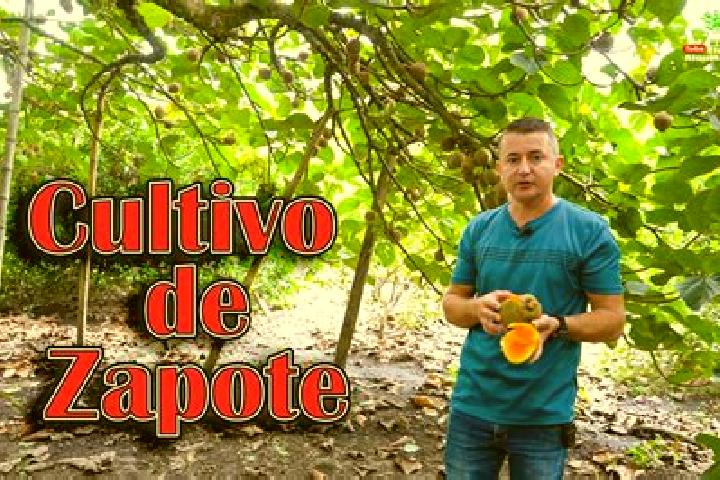 Maya, 32 — Escort in Meson Zapote, Mexico