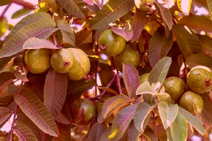 Mia, 25 — Escort in Guayabo Dulce, Dominican Republic