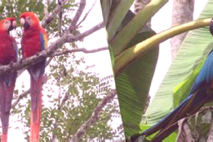 Mia, 33 — Escort in Guacamayas, Colombia