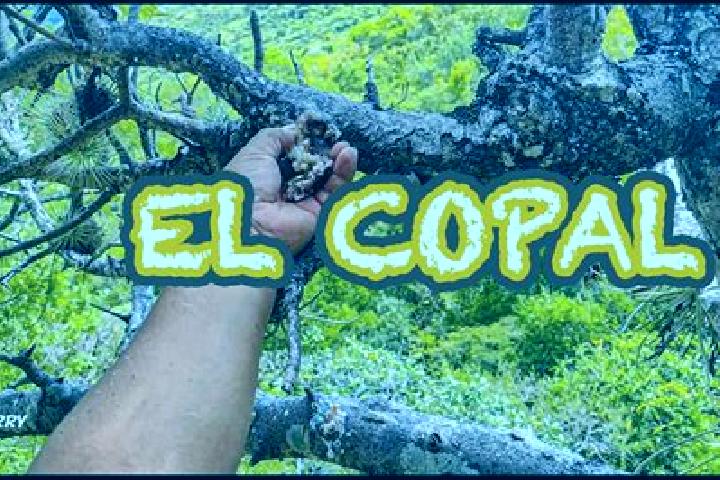Mia, 36 — Escort in Copalillo, Mexico