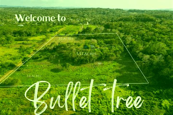 Mila, 20 — Escort in Bullet Tree Falls, Belize