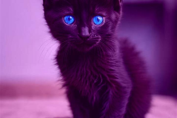 Mila, 23, a black blue-eyed caribbean companion based in Fengshou. Offering OWO, Erotic Massage, Overnight. Available for incall and outcall, day and evening...