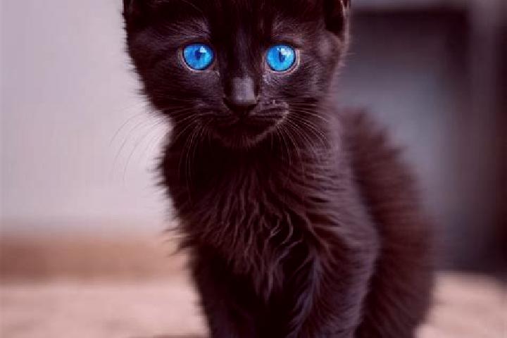Mila, 23, a black blue-eyed mediterranean companion based in Kinna. Offering CIM, Party Girl, Tantra, Fetish. Available for incall and outcall, day and eveni...