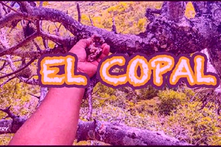 Mila, 26 — Escort in El Copalillo, Mexico