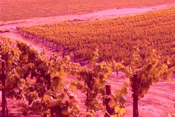 Mila, 27 — Escort in Vineyard, Australia