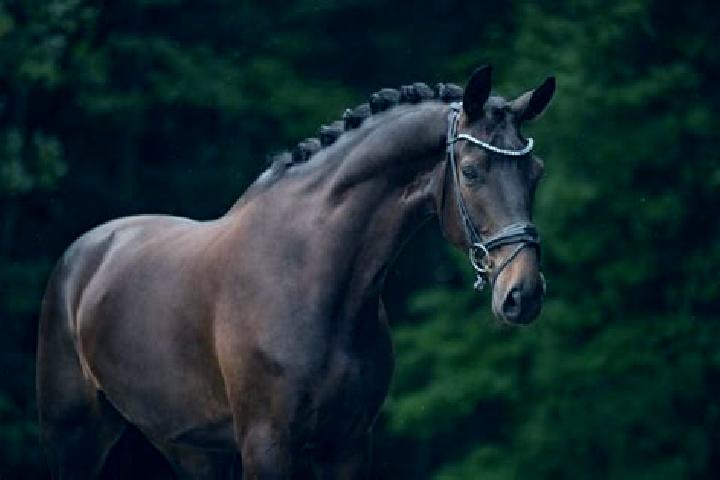 Mila, 35, a chestnut dark-eyed european companion based in Tapiramuta. Offering OWO, Roleplay, GFE. Available for incall and outcall, overnight bookings avai...