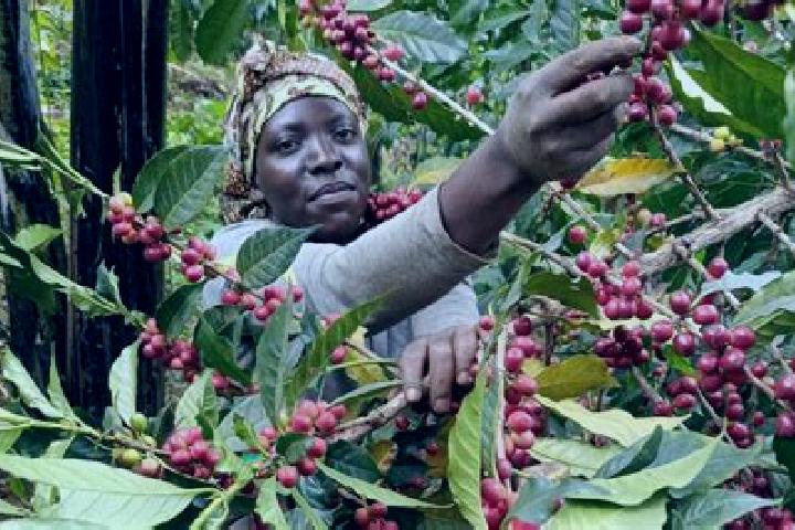 Mila, 35 — Escort in Kyegegwa, Uganda