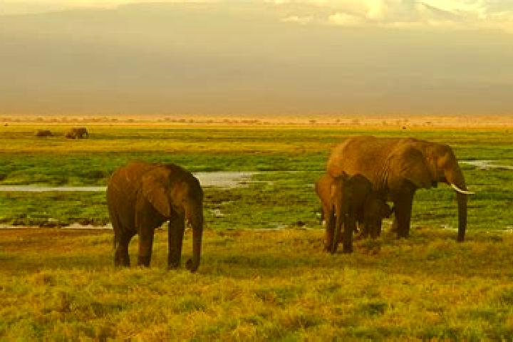Mila, 37 — Escort in Karatina, Kenya