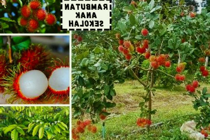 Naomi, 21 — Escort in Tanjung Rambutan, Malaysia