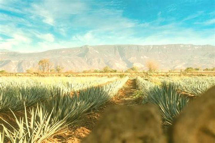 Naomi, 23 — Escort in Chimaltitan, Mexico