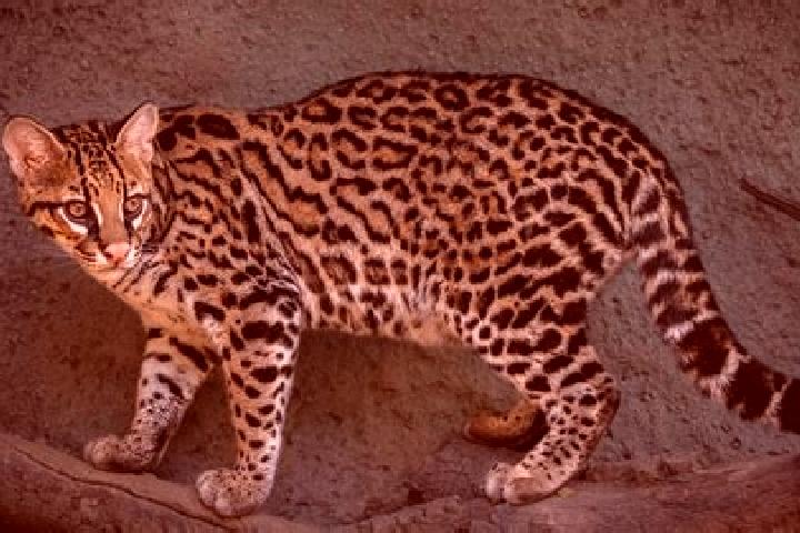 Naomi, 24 — Escort in Ocelota, Mexico