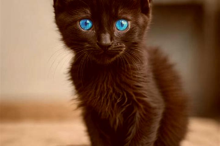 Naomi, 33, a black blue-eyed mediterranean companion based in Yulchon. Offering Domination, OWO, GFE. Available for incall and outcall, overnight bookings av...