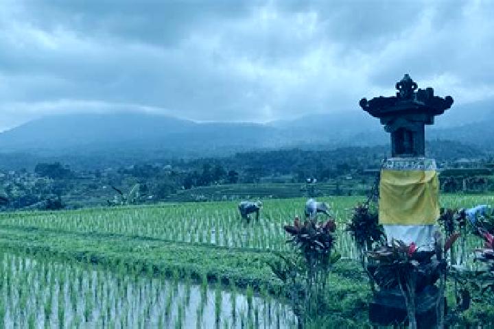 Natalie, 27 — Escort in Busungbiu, Indonesia
