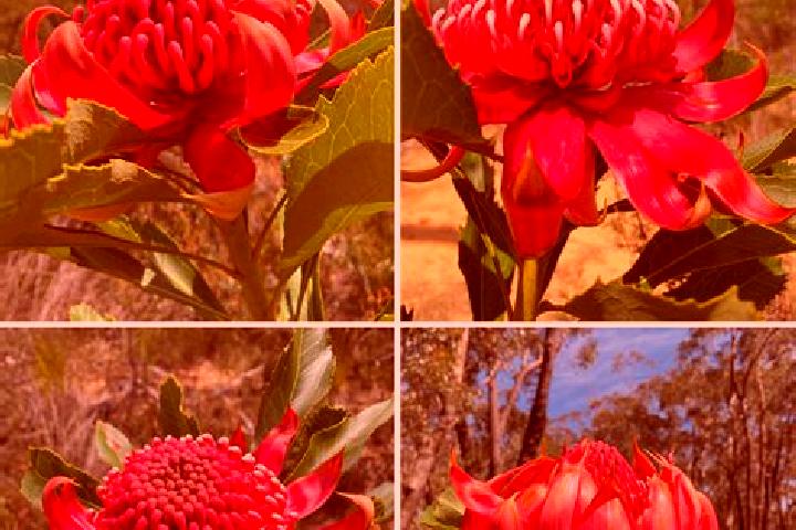 Natalie, 37 — Escort in Berowra, Australia