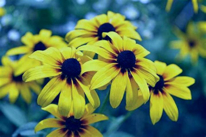 Natalie, 38, a black blue-eyed latina companion based in Dardenne Prairie. Offering Deep French Kissing, Dinner Date, Erotic Massage, Couples, 69. Available ...