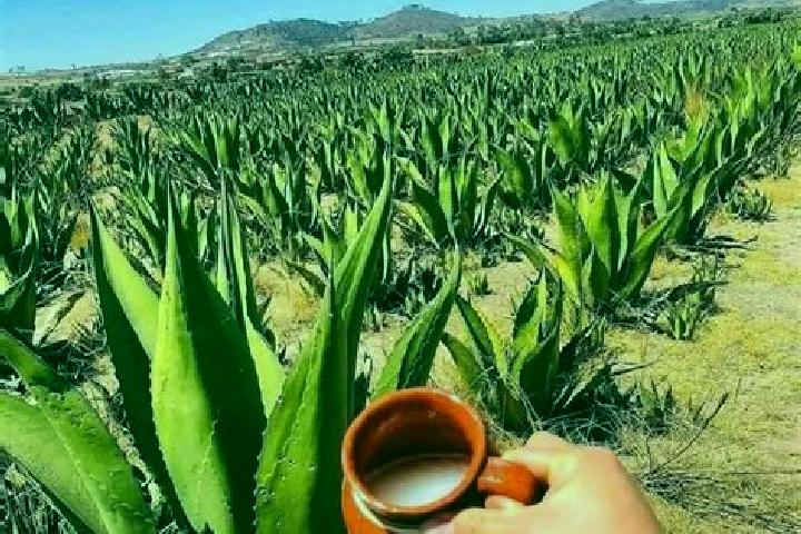 Natalie, 38 — Escort in San Agustin del Pulque, Mexico