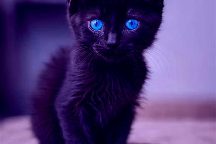 Nora, 24, a black blue-eyed caribbean companion based in Hovsan. Offering Erotic Massage, BDSM, Overnight. Available for incall and outcall, day and evening ...