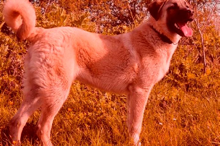 Nora, 28 — Escort in Kangal, Turkey