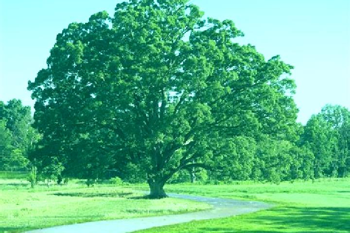 Nova, 21 — Escort in Green Tree, United States