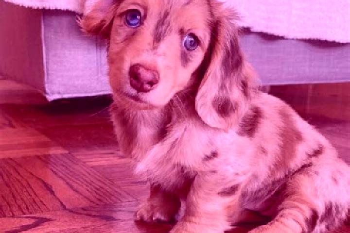 Nova, 22, a chestnut blue-eyed mixed companion based in Gnojnica. Offering Dinner Date, A-Level, Tantra. Available for incall and outcall, overnight bookings...