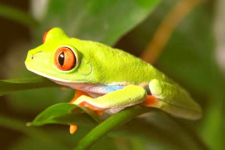 Nova, 22, a red green-eyed caribbean companion based in Rio Espera. Offering 69, OWO, Fetish. Available for incall and outcall, day and evening dates.