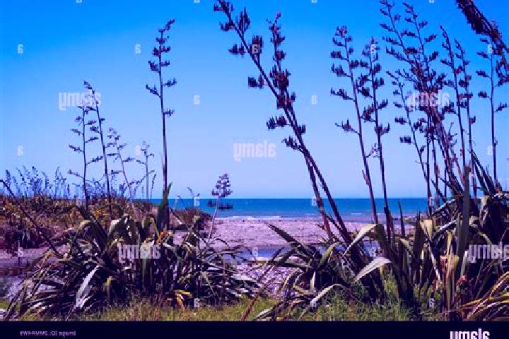 Nova, 22 — Escort in Paekakariki, New Zealand
