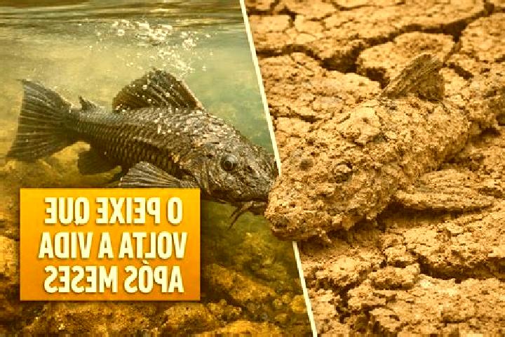 Nova, 22 — Escort in Peixe-Boi, Brazil