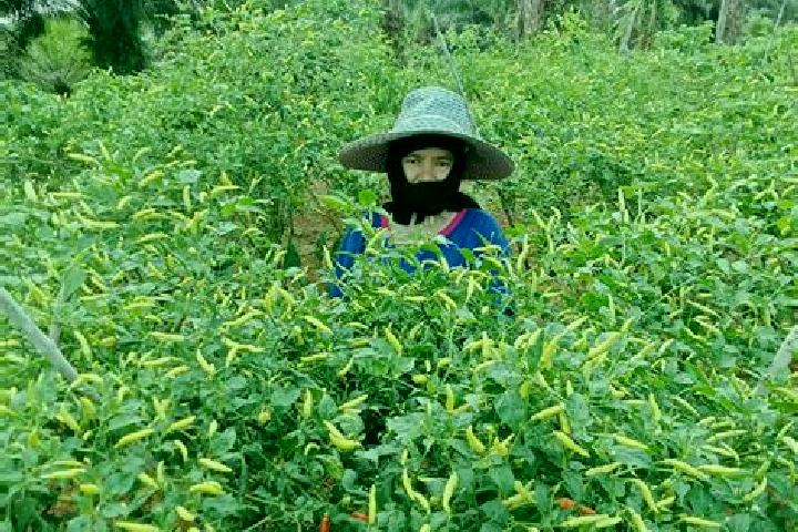 Nova, 22 — Escort in Petani, Indonesia