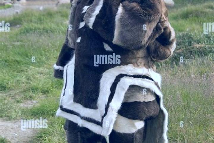 Nova, 25, a black grey-eyed indian companion based in Pangnirtung. Offering OWO, GFE, Prostate Massage, Dinner Date. Available for incall and outcall, overni...