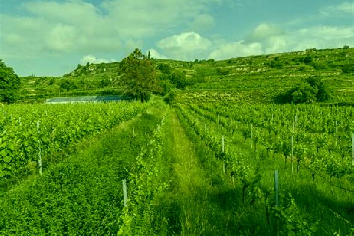 Nova, 25 — Escort in Vineyards, United States