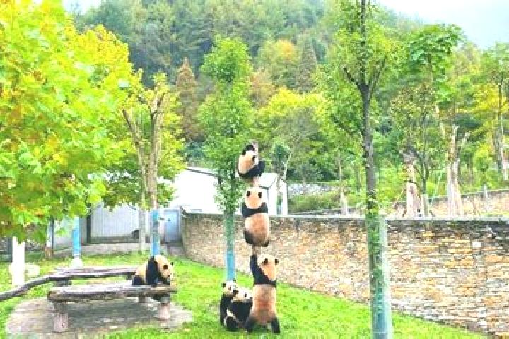 Nova, 25 — Escort in Wolong, China