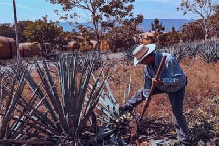 Nova, 29 — Escort in San Juan Bautista Jayacatlan, Mexico