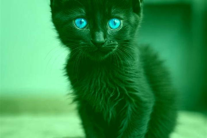 Nova, 35, a black blue-eyed mediterranean companion based in Wenshui. Offering Couples, OWO, Domination, BDSM. Available for incall and outcall, overnight bo...