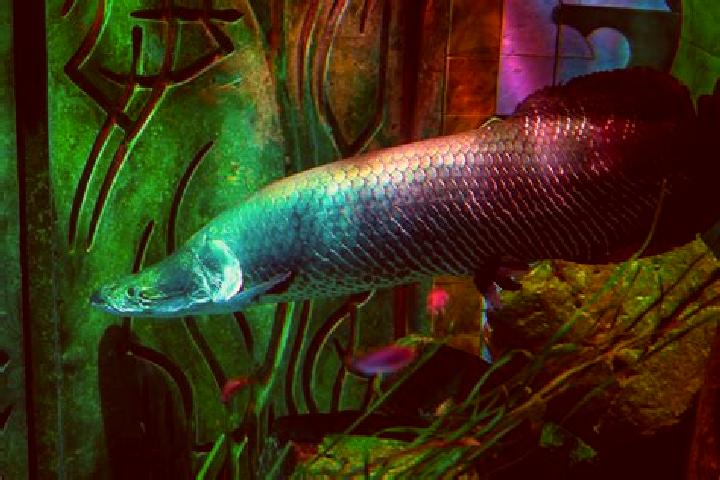 Nova, 35, a dark blonde grey-eyed european companion based in Venkatagiri. Offering Deep French Kissing, Duos, CIM. Available for incall and outcall, overnig...