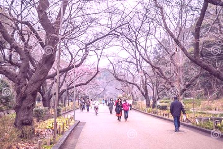 Nova, 36 — Escort in Ueno-ebisumachi, Japan