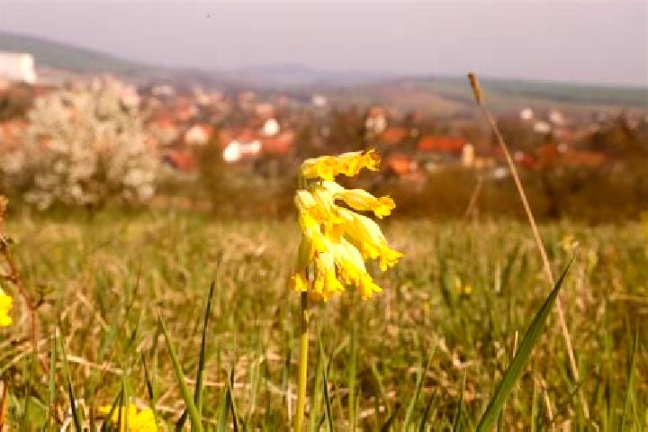 Nova, 37 — Escort in Hruba Vrbka, Czech Republic