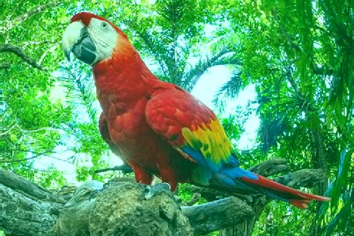 Nova, 37 — Escort in Las Guacamayas, Mexico