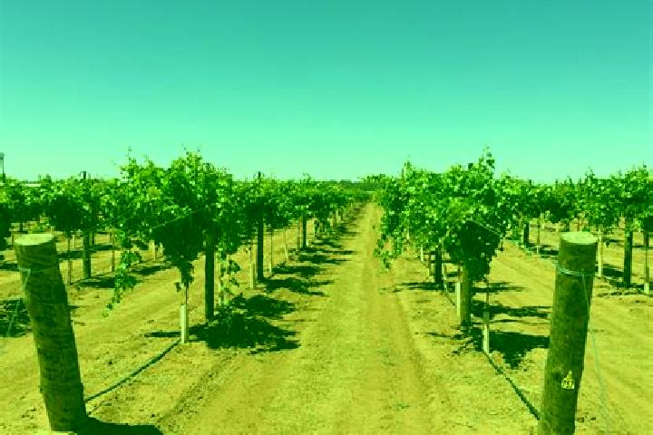 Nova, 38 — Escort in The Vines, Australia