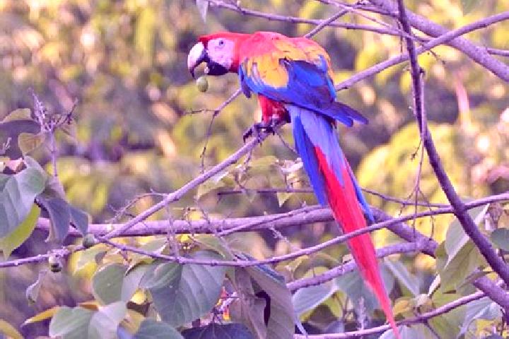 Nova, 39 — Escort in El Guacamayo, Colombia