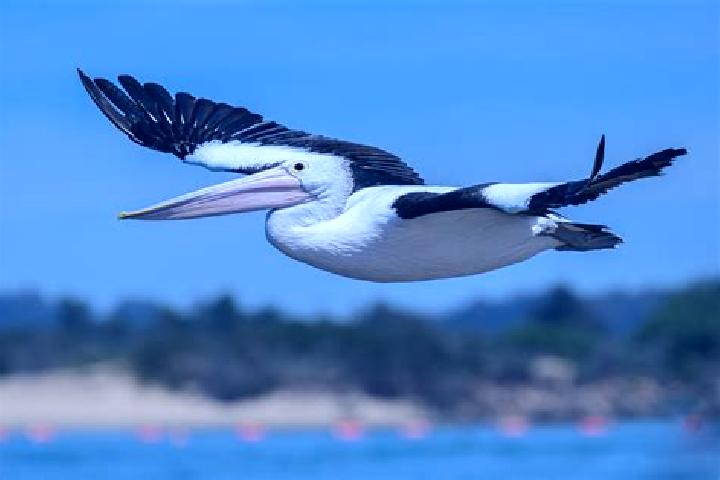 Nova, 39 — Escort in Pelican, Australia